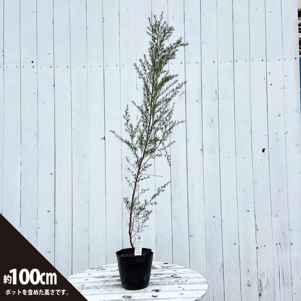 人気の雑貨がズラリ！ ギョリュウバイ 開花 高さ140cm 植物/観葉植物