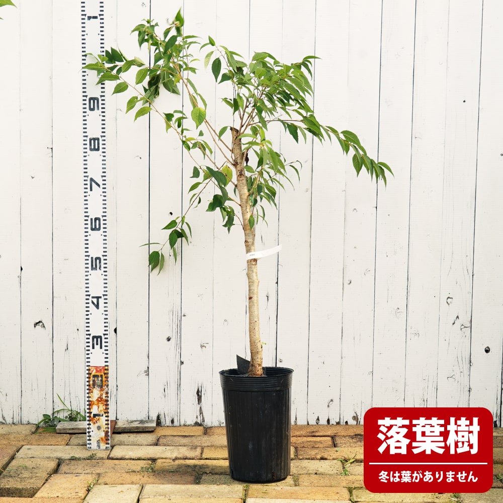 さくら 寒緋桜 （かんひざくら） 2年生 接木 苗 : 苗木部 花ひろば