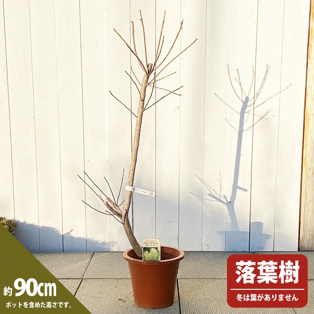 スモークツリー ホワイトボール 7号鉢植え : 苗木部 花ひろば