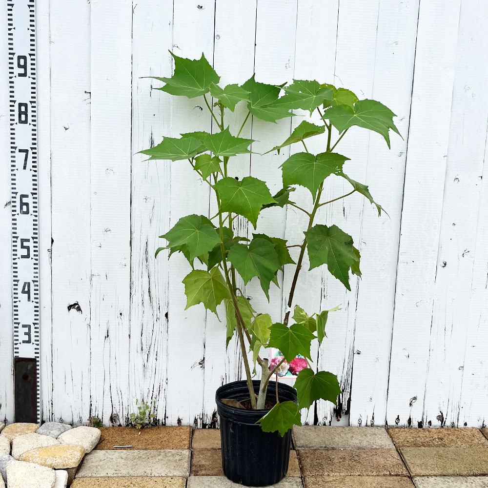 ヨウ花芽 ⑧大玉グァバ 紅 耐寒性 くす玉咲きか一重咲きを選べる酔芙蓉(スイフヨウ) 6号ポット苗
