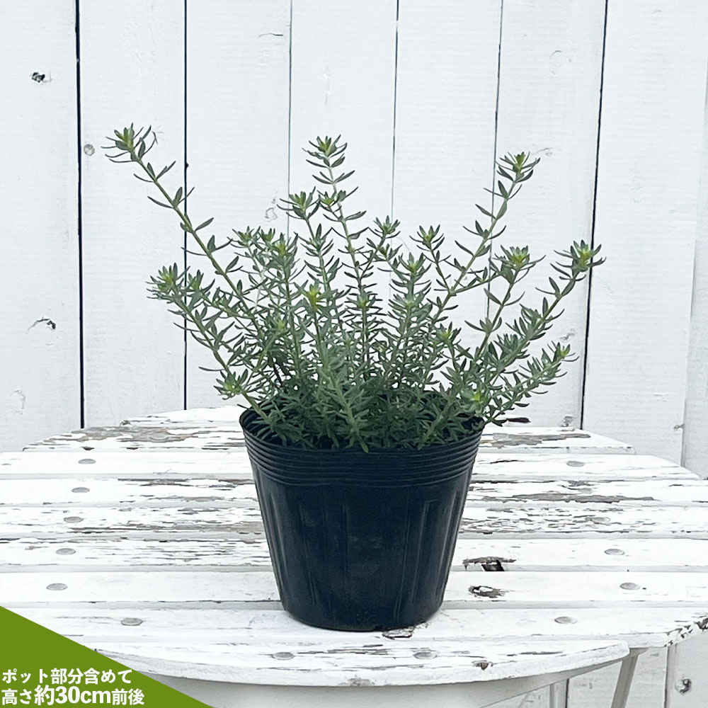 ウエストリンギア 緑葉白花 5号ポット苗 オーストラリアンローズ ウエストリンギア 緑葉白花 5号ポット苗 オーストラリアンローズ