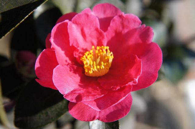 紅さざんか （立寒椿、勘次郎） 根巻き苗 : 苗木部 花ひろばオンライン