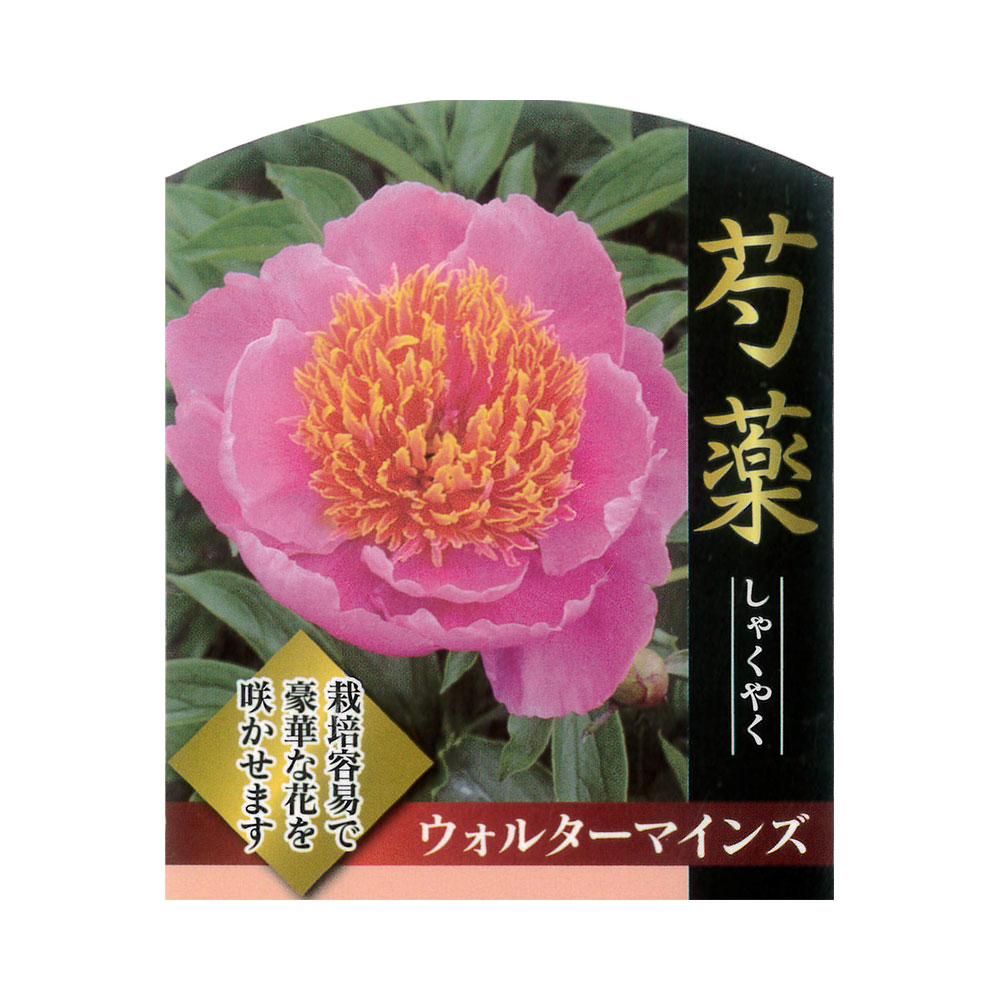 芍薬 ウォーターマインズ 4号ポット苗 Shakuyaku Waterminds 苗木部 花ひろばオンライン 通販 Yahoo ショッピング