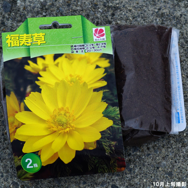 福寿草 球根 （2株入） （植え付け時期9月上旬〜翌年2月中旬） 予約