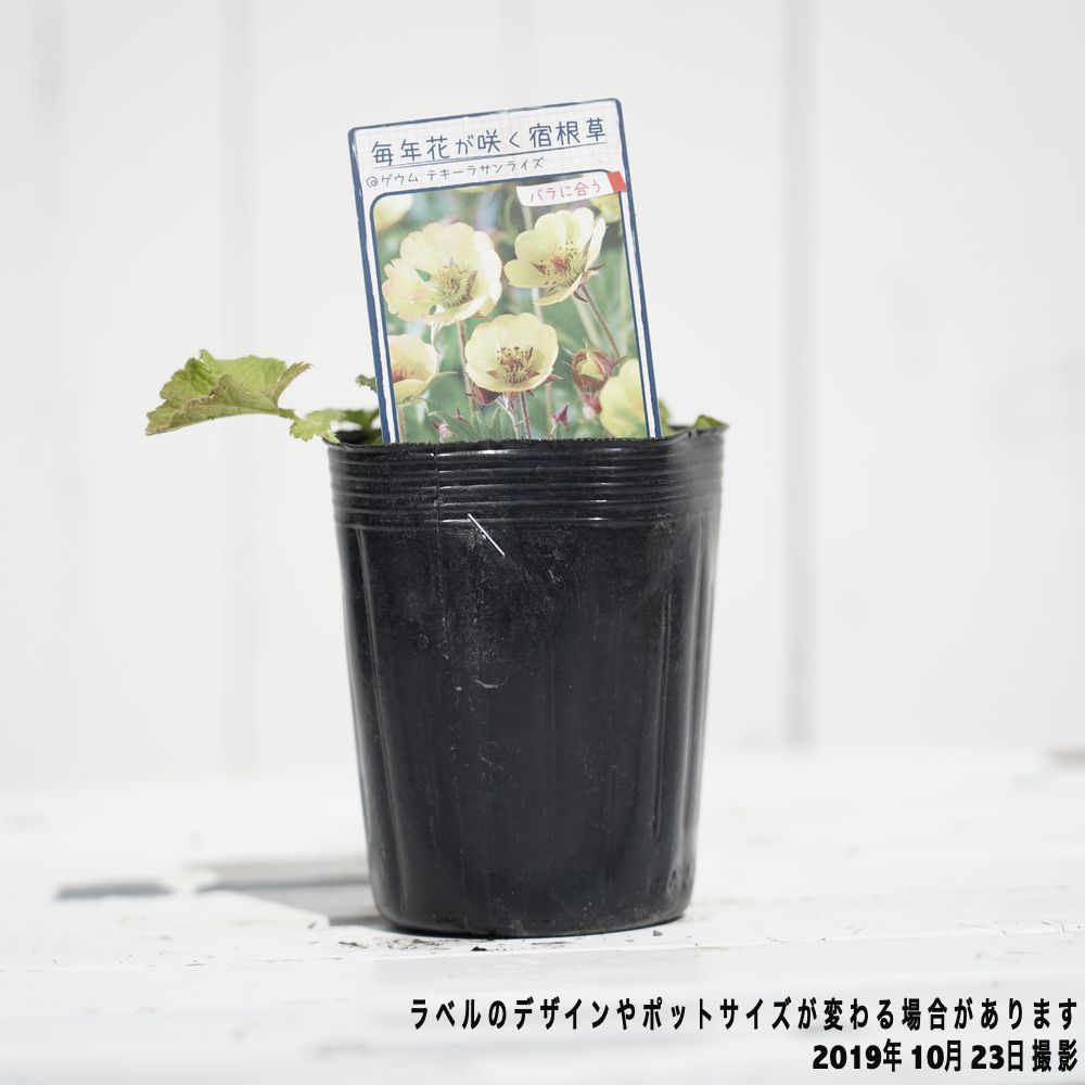 ゲウム テキーラサンライズ ポット苗 : 苗木部 花ひろばオンライン