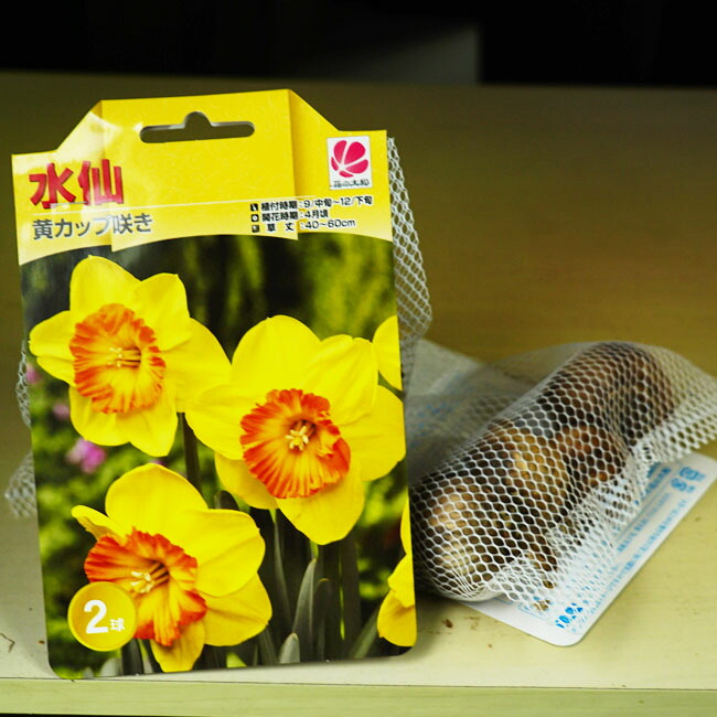 水仙 カップ咲き 黄花 球根 （2球入） （植え付け時期9月中旬〜12月