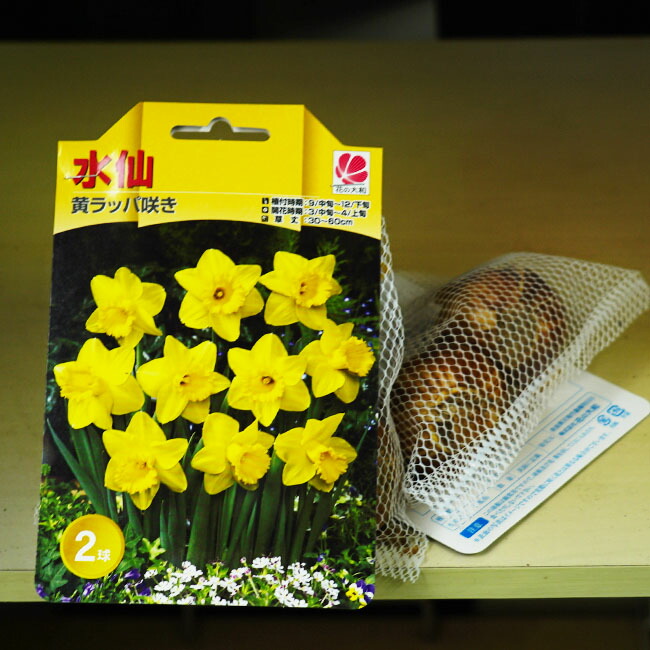 水仙 ラッパ咲き 黄花 球根 （2球入） （植え付け時期9月中旬〜12月下旬）