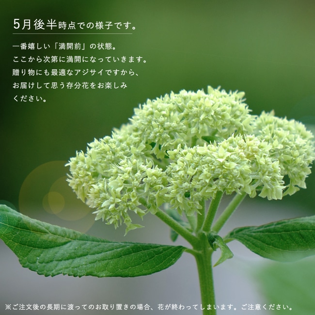 アメリカアジサイ アナベル5号ポット苗 : 苗木部 花ひろばオンライン
