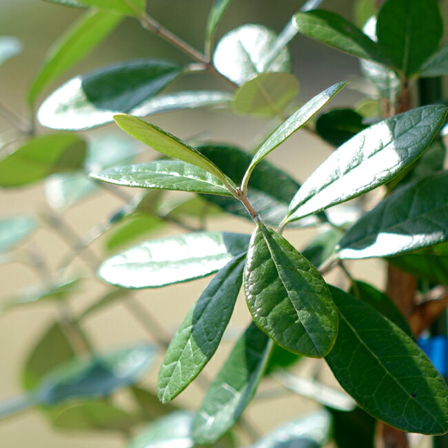 フェイジョア 苗 ニキタ 3年生 挿し木 大苗 : 苗木部 花ひろば