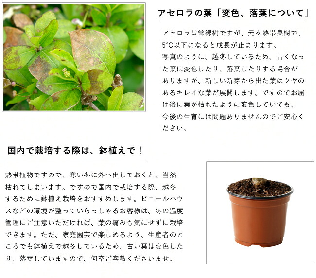 アセロラ ポット苗 沖縄県産 品種不明 : 苗木部 花ひろばオンライン