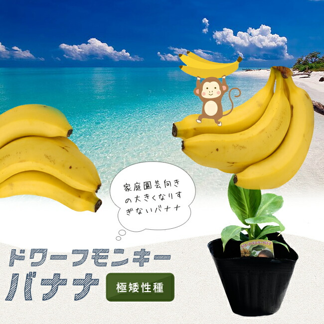 バナナの木 モンキーバナナ ポット苗 沖縄県産熱帯果樹 : banana-monkey02 : 苗木部 花ひろばオンライン - 通販 -  Yahoo!ショッピング