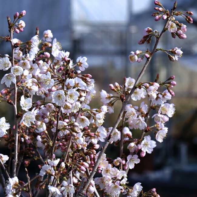 暖地桜桃　苗木　大苗　鈴なり　一本で結実　一点の　暖地さくらんぼ 暖地桜桃 苗木 大苗 鈴なり 一本で結実 一点の 暖地さくらんぼ 果樹