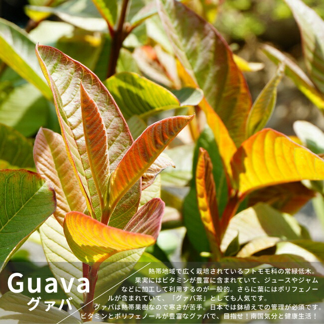 グアバ キノミバンジロウ 実生 2年生 4.5号ポット苗 熱帯果樹 : 苗木部