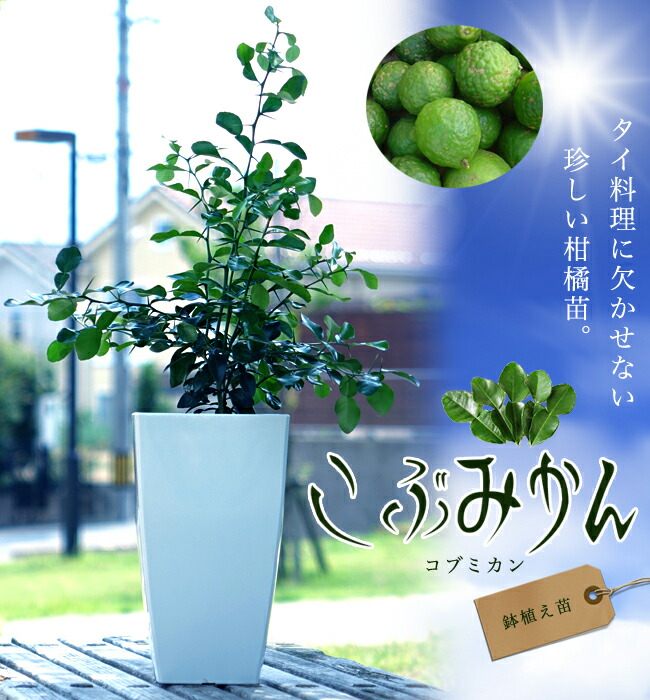 登場! みかん 苗木部 : 7号鉢植え （バイマックルー） こぶみかん 苗木 ハーブ