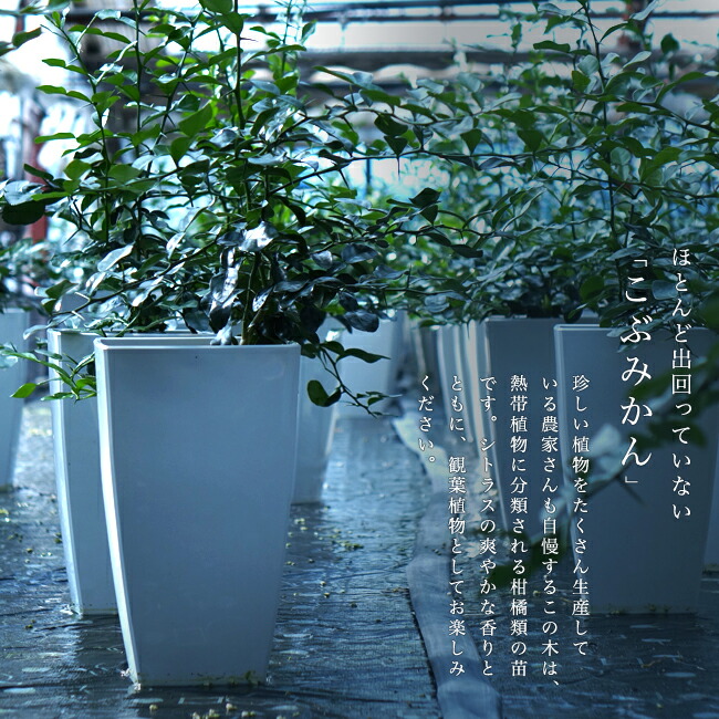 みかん 苗木 こぶみかん （バイマックルー） 7号鉢植え 爆買いweek