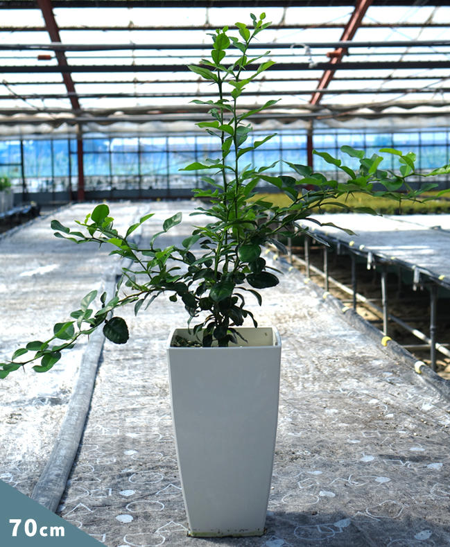 みかん 苗木 こぶみかん （バイマックルー） 7号鉢植え : 苗木部