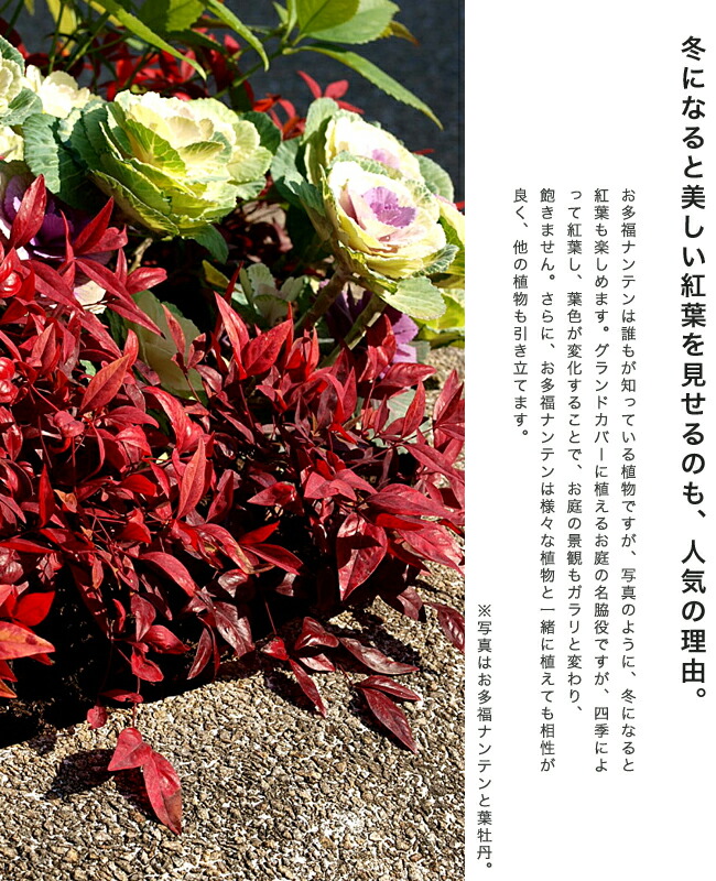 お多福南天 （オタフクナンテン） 根巻き苗 爆買いweek : 苗木部 花