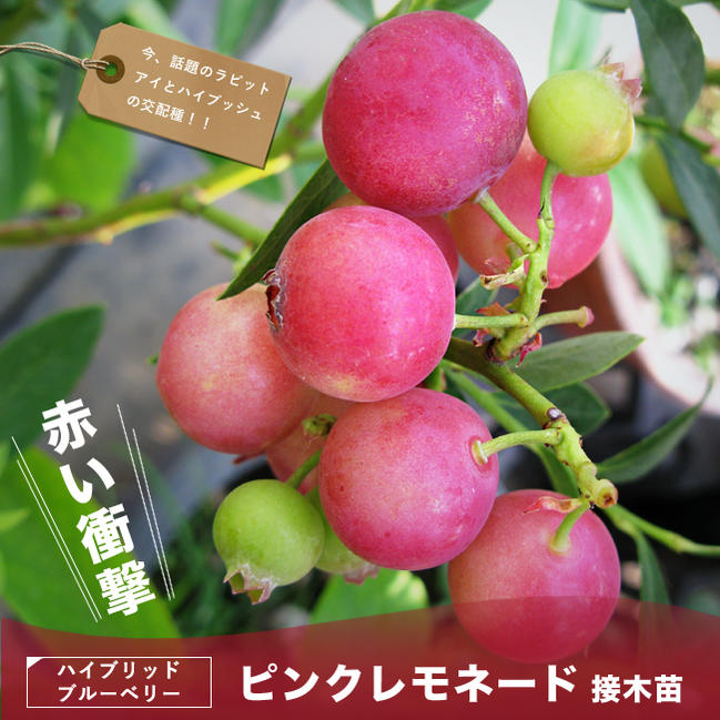 ピンクレモネード ハイブリッド ブルーベリー苗木 2年生接木苗 : 苗木