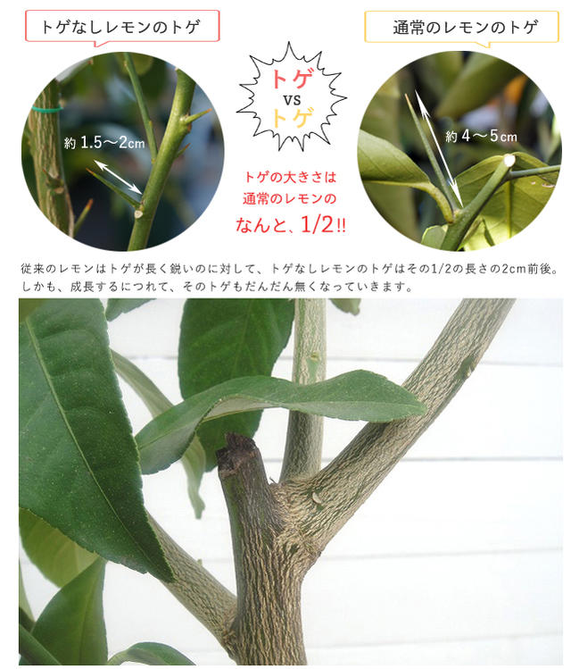 レモンの木 トゲなしレモン 1年生接木苗 爆買いweek : 苗木部 花ひろば