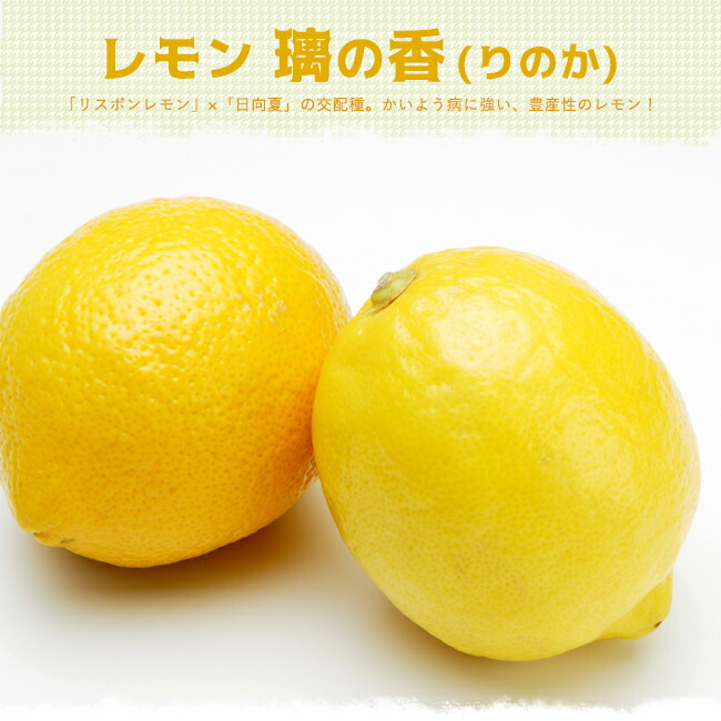 レモンの木 YD璃の香 (りのか) 2年生接木苗 登録品種・品種登録 爆買い