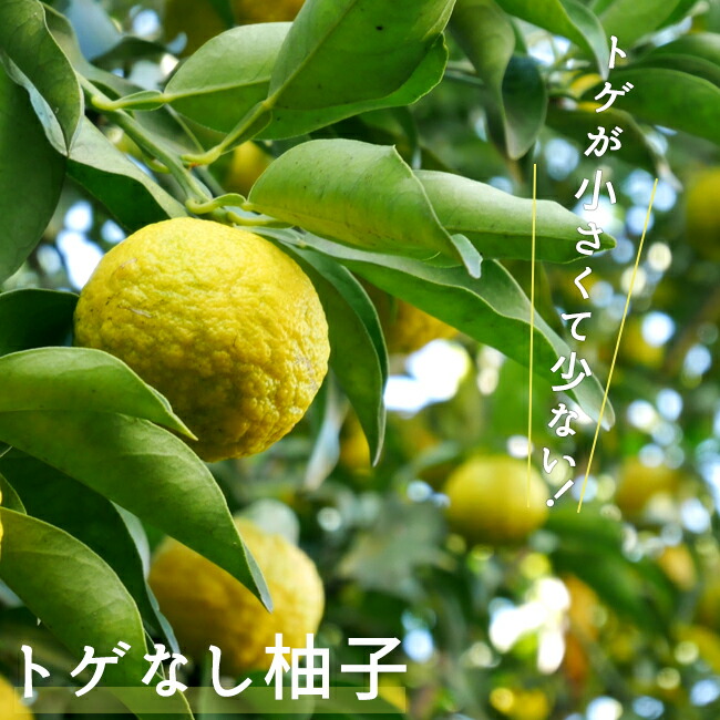 柚子 苗木 トゲなし柚子 3年生接木大苗 : 苗木部 花ひろばオンライン