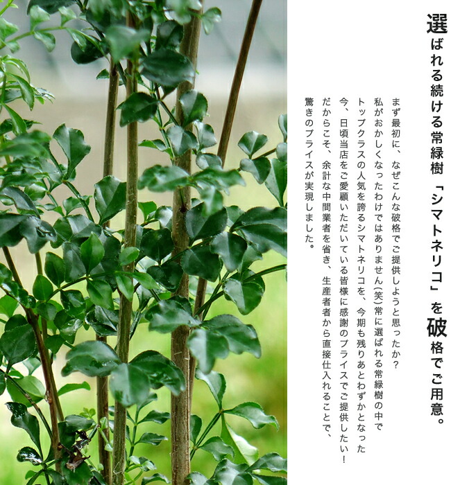シマトネリコ 株立ち ポット苗 : 苗木部 花ひろばオンライン