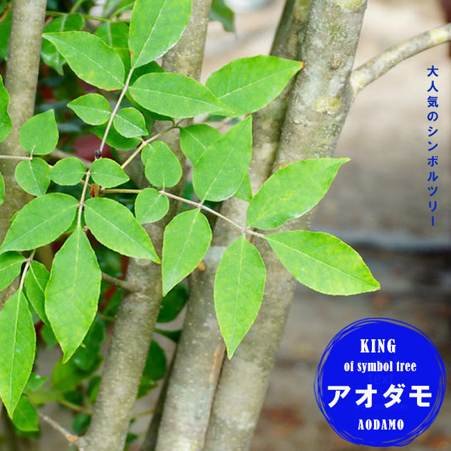 アオダモ （コバノトネリコ） 株立ち 根巻き苗 : 苗木部 花ひろば