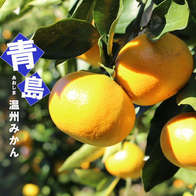 温州みかん苗木 蕾一杯(⁠/⁠^⁠-⁠^⁠(⁠^⁠ ⁠^⁠*⁠)⁠/レモンの横に みかん 苗木 青島温州みかん 1年生接木苗 爆買いweek : 苗木部 花