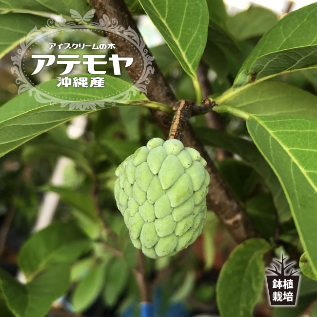 アテモヤ 接木 1年生 4.5号ポット苗 沖縄県産 品種不明 アンノナ