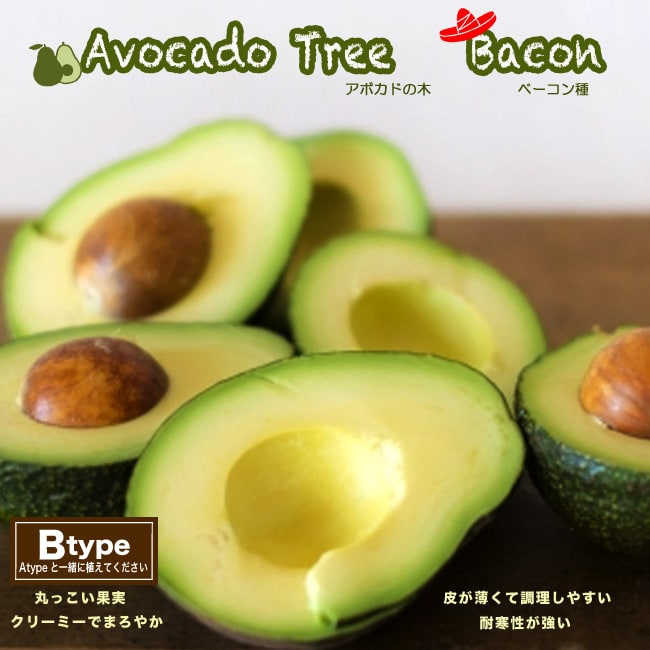 ベーコン種 アボカド Bタイプ 1年生 接木苗 : abokado-be-kon : 苗木部 花ひろばオンライン - 通販 - Yahoo!ショッピング