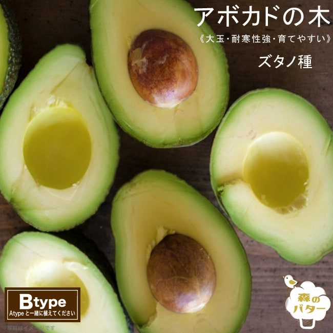 ズタノ種 アボカド Bタイプ 1年生 接木 苗木 : 苗木部 花ひろば