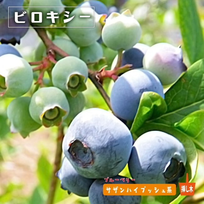 ブルーベリー大苗2本 ブルーベリー苗木 苗 ブルーベリーの木 鉢植え ブルーベリー2本セット