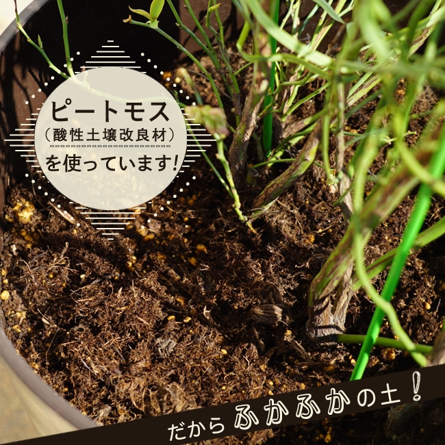 アベックブルーベリー苗木 (2本植え) ラビットアイ系 鉢植え フレ