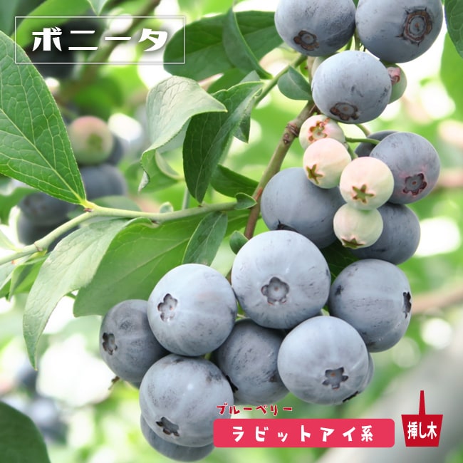 ブルーベリー ラビットアイ系 ラヒ（R）4.5～5号｜果樹10-TU