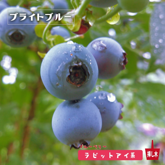 ブルーベリーラビットアイ系　11年生2本セット 81yWFpRTRfL._AC_SY200_QL15_.jpg