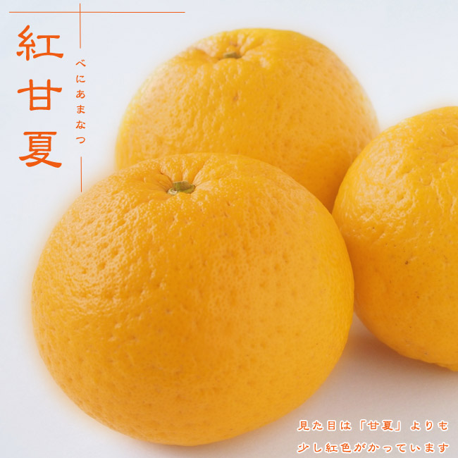 紅甘夏 1年生接木苗 なつみかん 爆買いweek : 苗木部 花ひろば