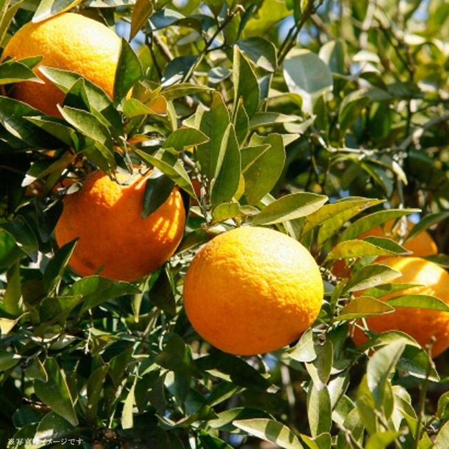 がんもさま専用出品 紅甘夏 3年生 結実実績あり！ 紅甘夏 1年生接木苗 なつみかん 爆買いweek : 苗木部 花ひろば
