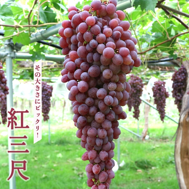 お歳暮 2024 長〜いぶどう 紅三尺 花ひろばオンライン 苗木部 : 1年生挿木苗 その他