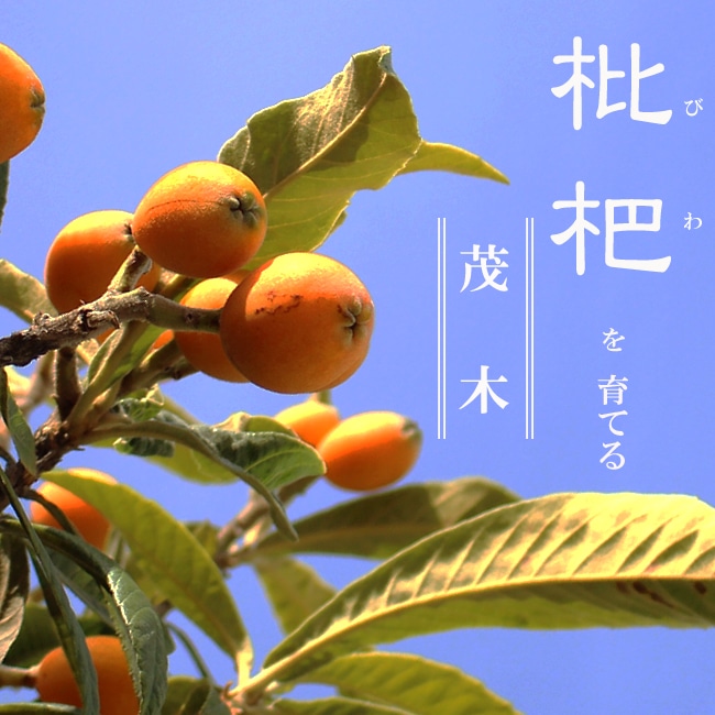①*:ஐ大きくなりにくい・希少な斑入り葉品種！*:ஐ接木・びわ・苗木【東海錦】 ①*:ஐ大きくなりにくい・希少な斑入り葉品種！*:ஐ接木・びわ・苗木