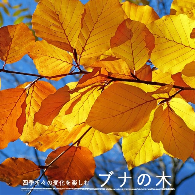 sonota3_buna03.jpg