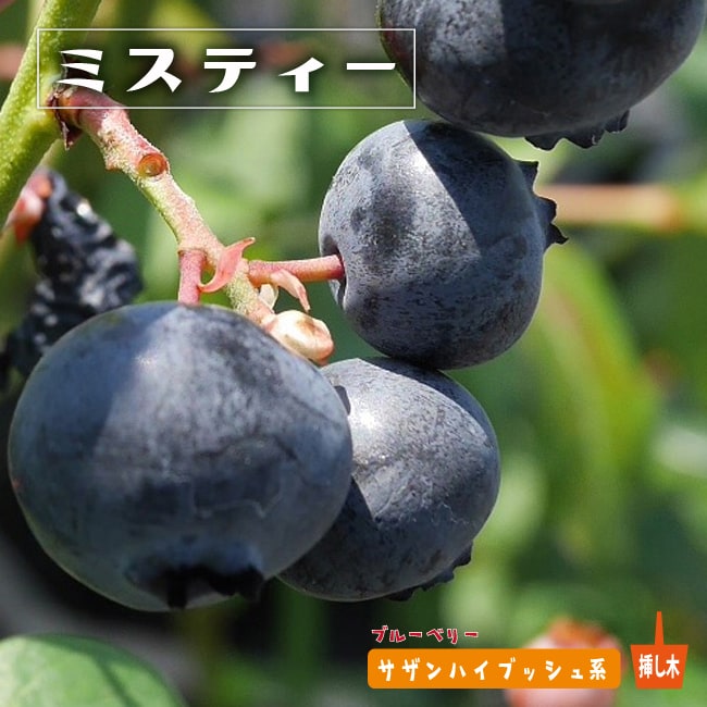 540円 休日 ブルーベリー 苗木 苗 オニールr 挿木2年生 1株 サザンハイブッシュ