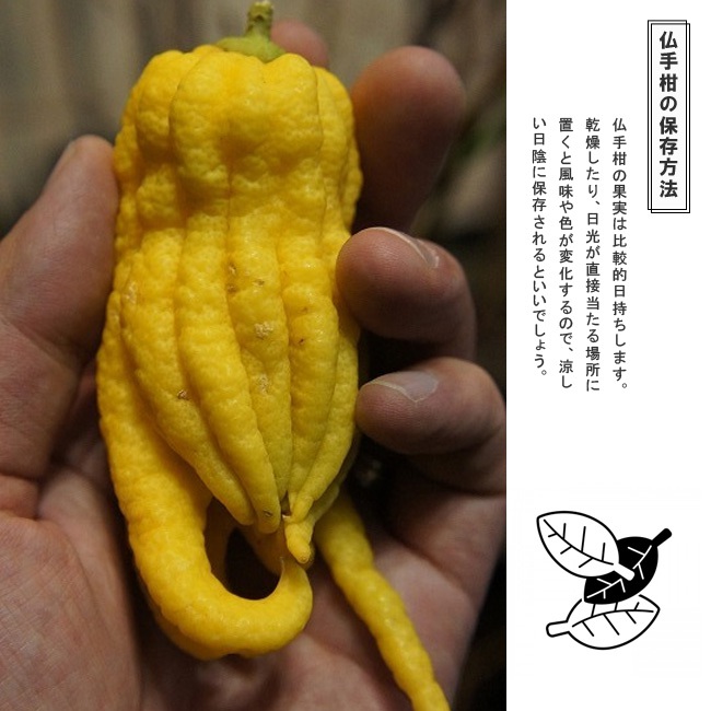 仏手柑 （ぶっしゅかん） 2年生接木苗 : 苗木部 花ひろばオンライン