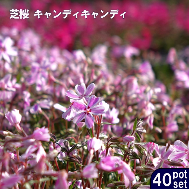 芝桜 キャンディキャンディ 3号ポット苗 40株セット 爆買いweek : 苗木