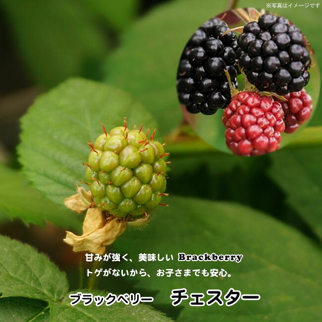 トゲなし ブラックベリー チェスター ポット苗 : 苗木部 花ひろば