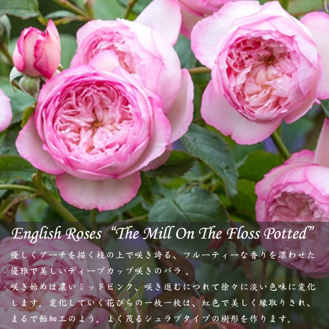 四季咲きバラ苗 ザミルオンザフロス 2年生大苗 6号ポット 登録品種