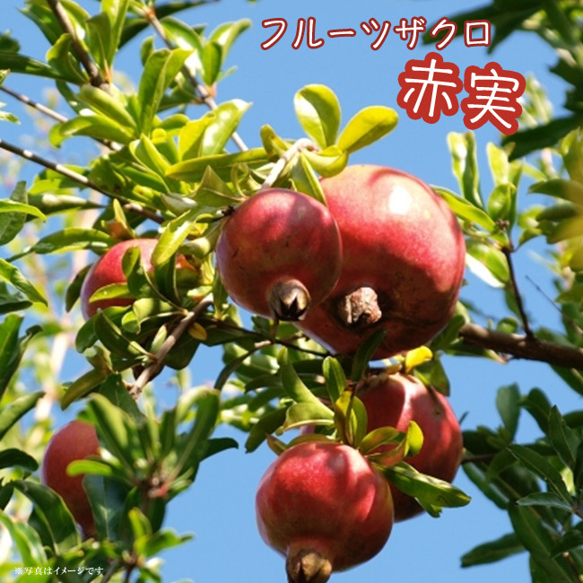 フルーツザクロ 赤実 3 5号ポット苗 ハナヒロバリュー Zakuro Hurutuakami V 苗木部 花ひろばオンライン 通販 Yahoo ショッピング