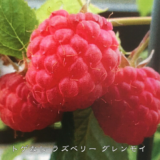 グレンモイ トゲなし ラズベリー 5号ポット苗 : 苗木部 花ひろば