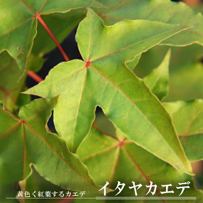 里の木シリーズ イタヤカエデ : 苗木部 花ひろばオンライン - 通販