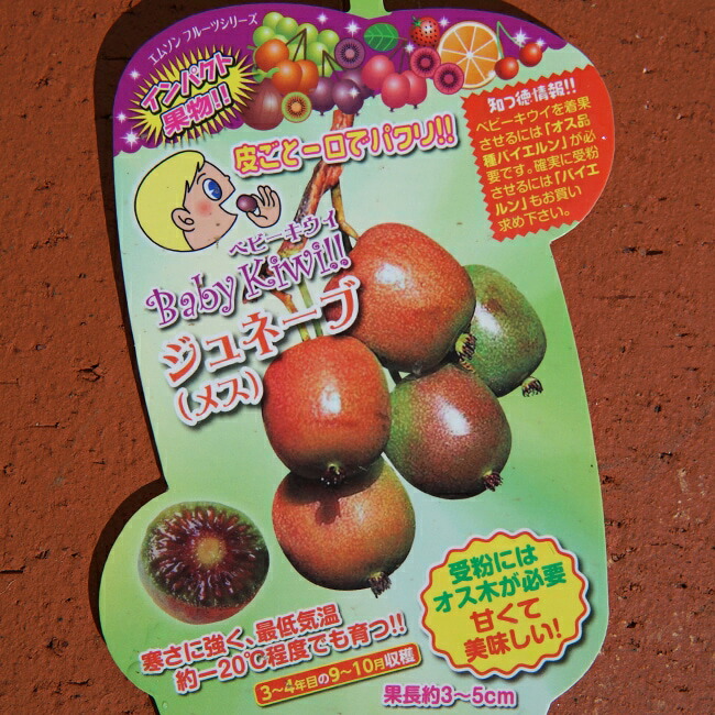 ジュネーブ （メス） ベビーキウイ 挿し木 1年生 ポット苗 爆買いweek