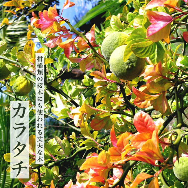 カラタチ （枳穀 きこく）1年生 ポット苗 : 苗木部 花ひろばオンライン